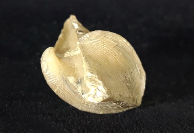 Cyrtospirifer rudkinensis (LJASCHENKO 1959) - Bild © FossNet FossilienStore